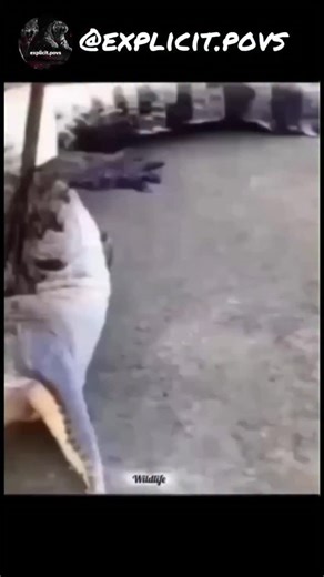 wildanimalshorts98 on Instagram: "𝐖𝐀𝐑𝐍𝐈𝐍𝐆: @natures.hunters shows brutal wildlife videos 🩸🔞 follow @natures.hunters for more! 日本利用压电瓷砖将脚步转化为电能。这些瓷砖捕捉来自你脚步的动能。当你行走时，你的重量和动作会对瓷砖产生压力。瓷砖会轻微弯曲，从而产生机械应力。瓷砖内部的压电材料将这种应力转化为电能。每一步都会产生少量电荷，而数百万步结合在一起就能产生足够的电力来驱动 LED 灯、数字显示屏和传感器。在像涩谷车站这样繁忙的地方，每天大约有240万个脚步为这一系统作出贡献。这些电能可以被储存或立即使用，从而减少对传统电力来源的依赖，并支持可持续的城市基础设施。这种方法将日常运动转化为实用的可再生能源 ＃日本 #知识＃事实 #你知道吗#推荐#科技 #创新 ＃历史 技术 实验热门 日本利用压电瓷砖将脚步转化电能。这些瓷砖捕捉来自你脚步的动能。当你行走时，你的重量和动作会对瓷砖产生压力。瓷砖会轻微弯曲，从而产生机械应力。瓷砖内部的压电材料将这种应