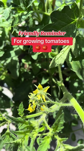 Ultimate Guide to Growing Tomatoes: Tips & Hacks for Beginners