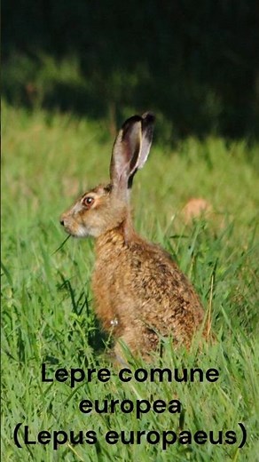lepre comune europea nel bosco paludoso #animals #animal #wildlife #nature