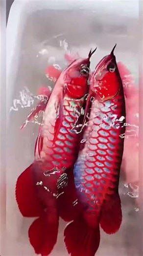 Top 5 Most Expensive Freshwater Fish Ever Sold #shorts