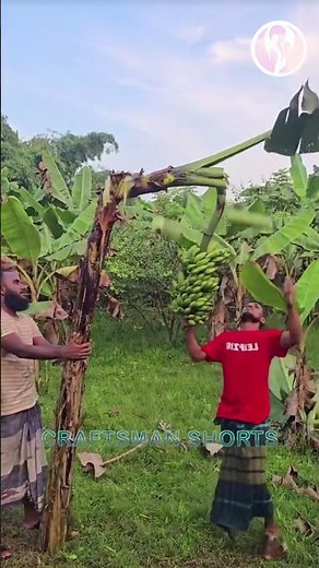 Bananas | Get bananas by cutting down banana trees