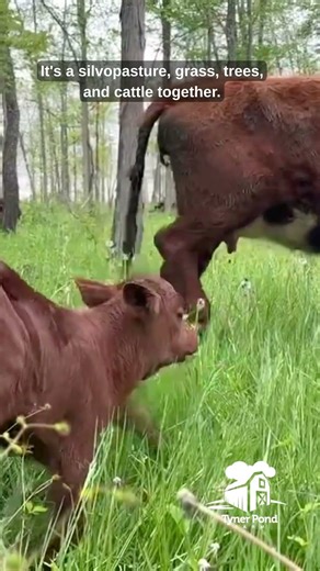 Why Silvopasture Matters for New Calves