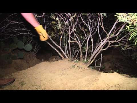 Trapping TV- Episode 12 Predator Trapping