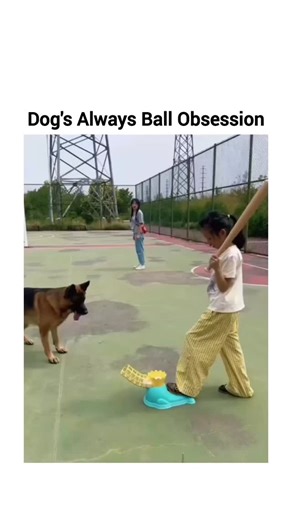 Buzz Reel on Instagram: "This X post features a 2-minute compilation of various dogs chasing balls in different settings like parks and garages, titled "Dog's endless ball obsession." In just two days, it has viral hit status with 290,000 views and 20,000 likes. The video has resonated with many, drawing funny comments in both English and Indonesian about the dogs' intense energy. However, this viral obsession has a scientific side; a 2025 study suggests that while this play provides great menta