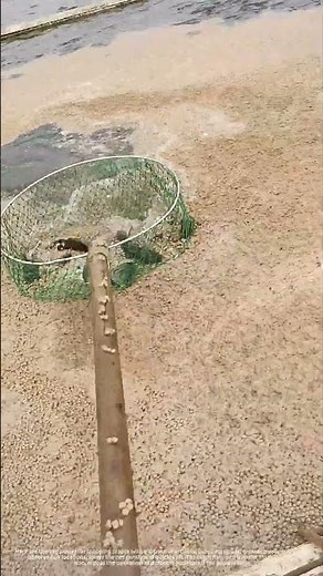 Use A Dip Net To Scoop Up Fish !