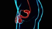 Anatomie du système reproducteur masculin pour le concept médical 3D