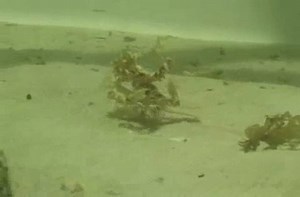 Octopus caught walking on two legs.