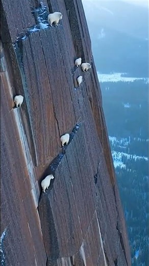 Mountain Goats Climbing an Impossible Cliff
