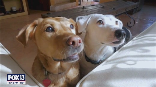 Allergies in dogs and cats