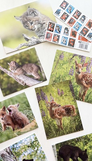 Guía Definitiva sobre Maxi-Cards de Postcrossing