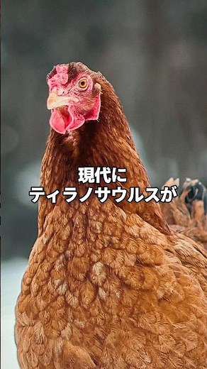 [Shocking] The T-Rex living in modern times is actually a familiar bird!