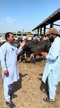 2500 Animals Ka Biggest Farm #cattlefarm #agazharkhan