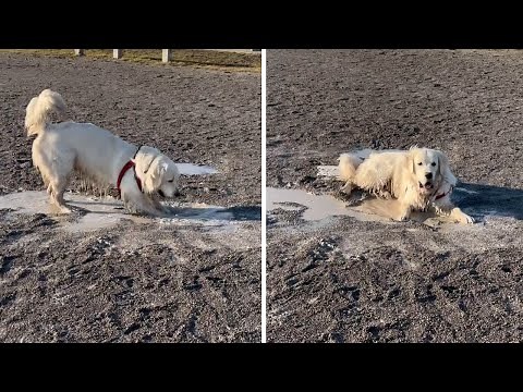 Muddy Adventures: Duglas the Golden Retriever's Playful Roll! #shorts