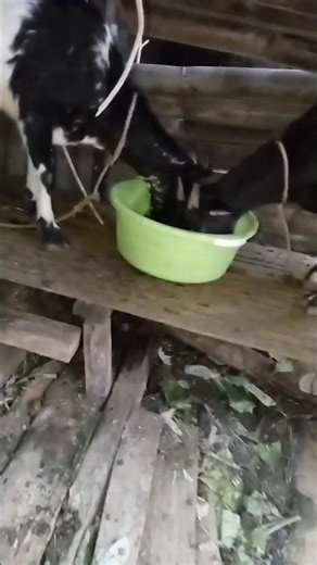 Feeds muna sila dahil maulan #kambing #goatfeed #shorts