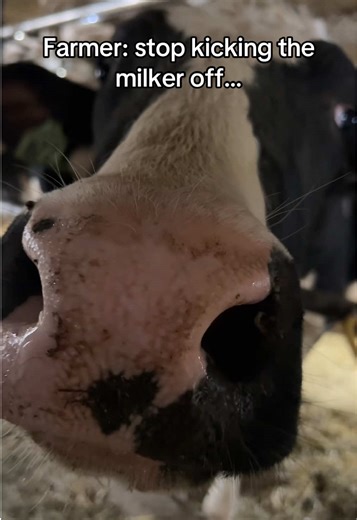 Milking Heifers: Tips and Tricks for Success