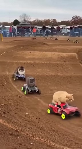 Furball 500: CATS take over the track! 🏁 Watch these fearless felines become professional racers on RC cars! Who do you want to win? Whiskers, sir-pounce-a-lot or nacho cat!? | FuFu’s Cat House