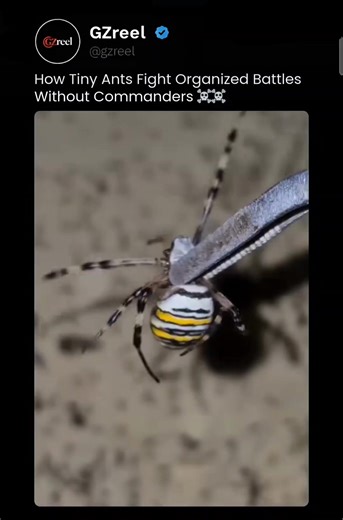 Ant Colonies Wage Real Wars In some ant species, territorial conflict isn't random violence—it's organized warfare. When two colonies expand into the same space, scouts trigger alarm pheromones that summon thousands of workers to a precise border zone. The result is a clearly defined battlefield, often forming long, moving fronts where ants clash head-to-head. Each ant plays a role without knowing the larger plan. Larger soldiers push the front line and absorb damage, while smaller workers swarm