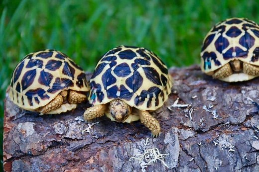 Indian Star Tortoise Breeder