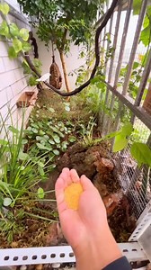 Miniature forest | Free life