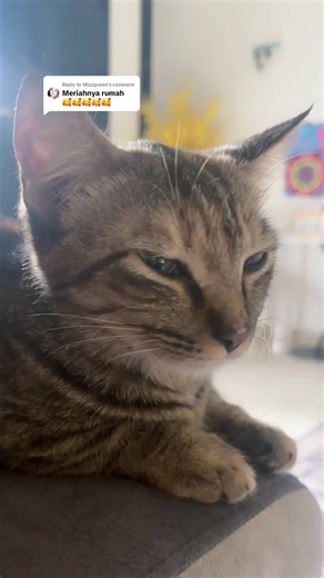 Replying to @Mizzqueen #catowner #kucingsihat #catlover #catsoftiktok