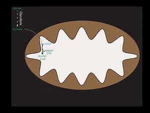TCA Cycle and Oxidative Phosphorylation Overview