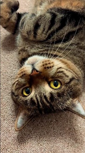 Can Cats See in Total Darkness?