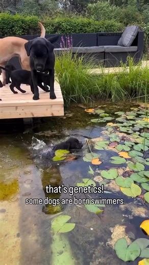152K views · 2.4K reactions | These lab pups are naturally curious about water and strong swimmers already before 8 weeks. Pretty amazing. Genetics in dogs matters for sure. #puppybehavior #waterdog #puppysocialization #puppies | Thinking Canine | Facebook