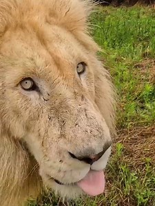 LION PRIDE Drama! Should these big cats be separated? Check out today's Youtube video. #cat #lion #nature #wildlife #animals #africa