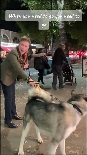 Dog Behavior Explained: Why Dogs Pee Everywhere|?🐕🐶😂.Explained!