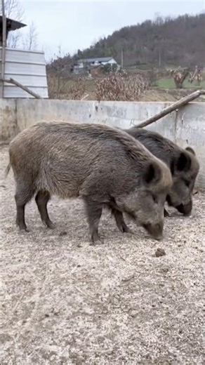 Secrets of pig training a step by step guide@ 25