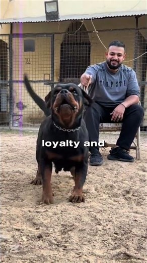 Baby Rottweiler vs Adult Rottweiler – The Transformation Is Crazy