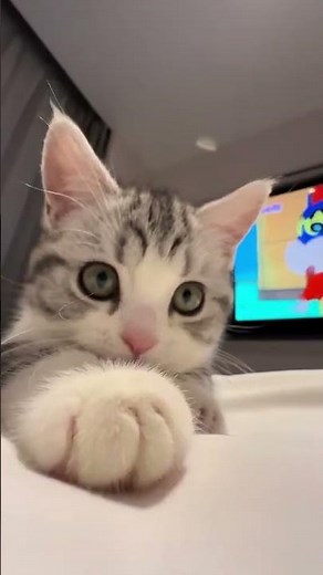 😍Super Cute American Shorthair Cat Moments You Can't Miss! #AmericanShorthair #CuteCats #CatVideos