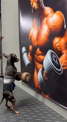 a mascular dog doing bodybuilding exercises #shorts #dumbbellworkout #dogslife #bodybuilding