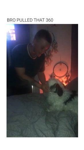 Rough Humor on Instagram: "This video captures a common dog behavior often referred to as "settling" or "nesting" before sleep. The Subject A domestic dog exhibits a rapid rotational movement on a bed before lying down. This behavior is characterized by a tight, circular path, often repeated several times in quick succession. The Mechanism This action is an ancestral trait known as "trampling." By circling, the dog uses its weight and paws to flatten tactile surfaces, creating a more uniform and