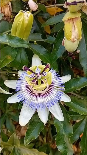 Why is the passion flower called that? 🌺🔥 | Passiflora caerulea