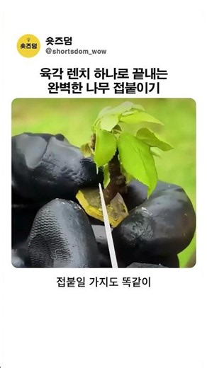 육각 렌치 하나로 끝내는 완벽한 나무 접붙이기