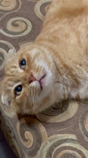 Котик 😺 юмор 🤣#видосыоткота #кот