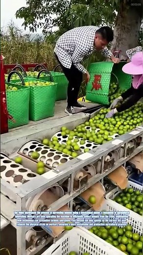 Harvesting Innovation: Lemon Harvesting with a Mechanical Picker