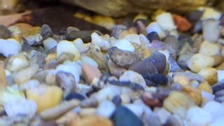 Our Level 3 Fishery Management and Aquatic Eco-Systems course does not just focus on cold water species! As part of brood stock development, students have been involved in the breeding and rearing of bristlenose pleco fry in the student lead tropical fish room  www.reaseheath.ac.uk/aquatic-ecosystems-fisheries-management | Reaseheath College | Facebook