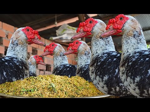 How I Raised 100 Ducks in My Backyard!