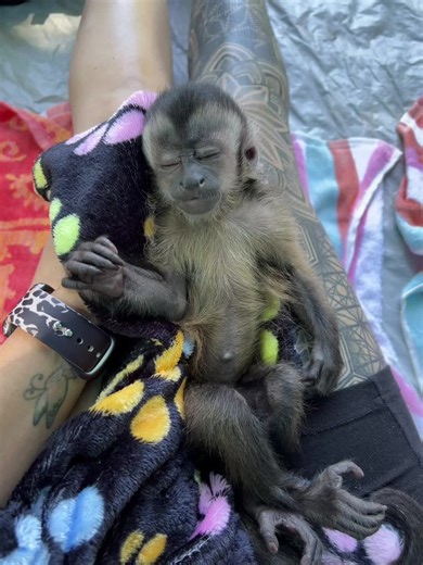 Just trying to take a video of my cute monkey napping in the summer heat