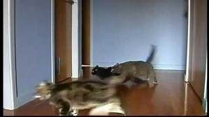 Drifting Cats of Fire