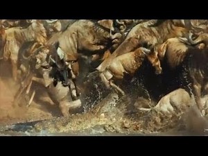The Great Serengeti - Wild Animal Documentary - National Geographic