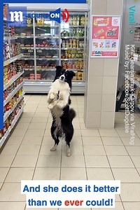 29K views · 528 reactions | 'I think my dog might be evolving...'  via ViralHog | Daily Mail Video | Facebook