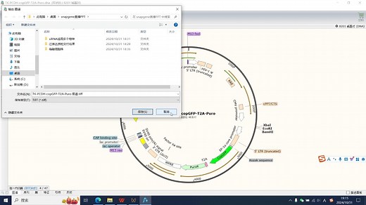 质粒操作软件SnapGene超详细使用讲解
