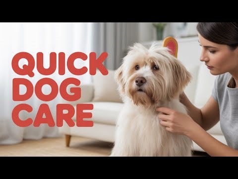 Your Dog Doesn't Need Hours of Your Time | Here's Why
