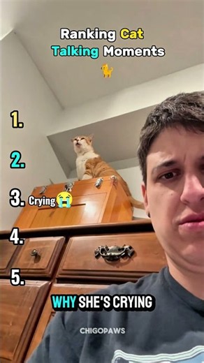 Ranking The Funniest Cat Talking Moments 🐱😂 #shorts #cats #funny #viral
