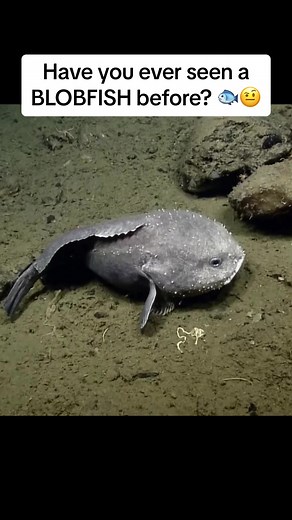 BLOBFISH: The Fascinating Deep-Sea Creature You've Never Seen Before!