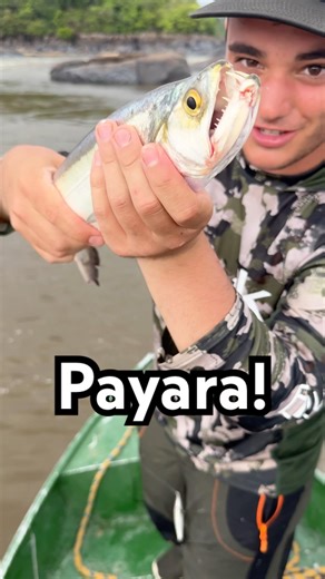 Catching Payara