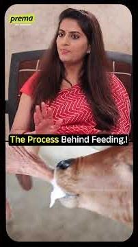 👏👌 The Process Behind Feeding The Cows.!